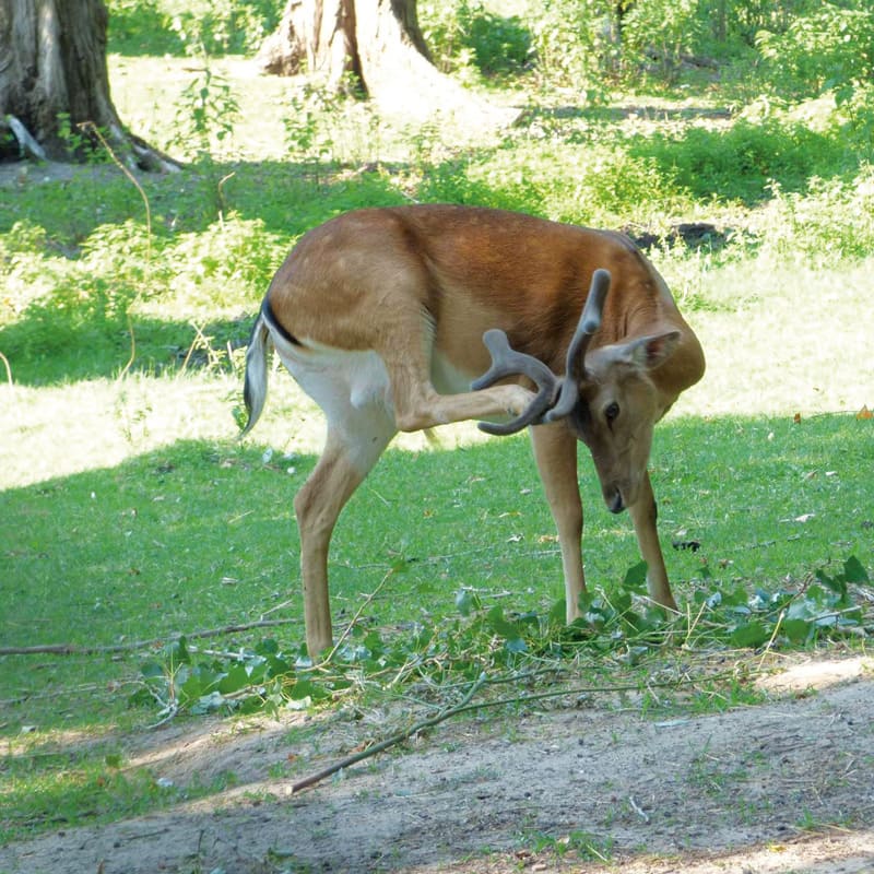 zona daini oasi naturale parco valle del menago