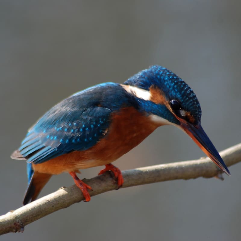 martin pescatore natura parco valle menago